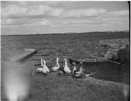 Feature - Boating in Killaloe