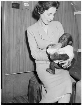 Mary Moran with monkey on Seaboard & Western Air (S&W)