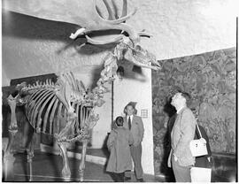 Irish Elk at Bunratty Castle
