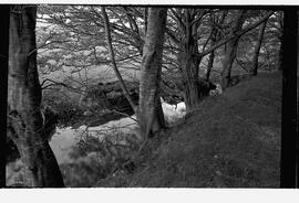 Special tour of Kinvara - Trees and river