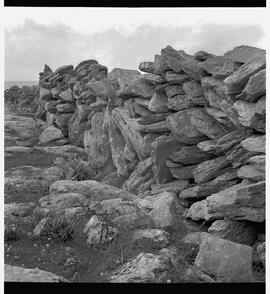 Rock and ferns in the Burren