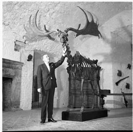 Elk at Bunratty castle
