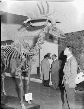 Irish Elk at Bunratty Castle