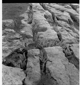 Rock and ferns in the Burren