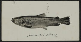 Photograph of a fish