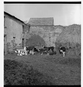 Birchfield House - cows